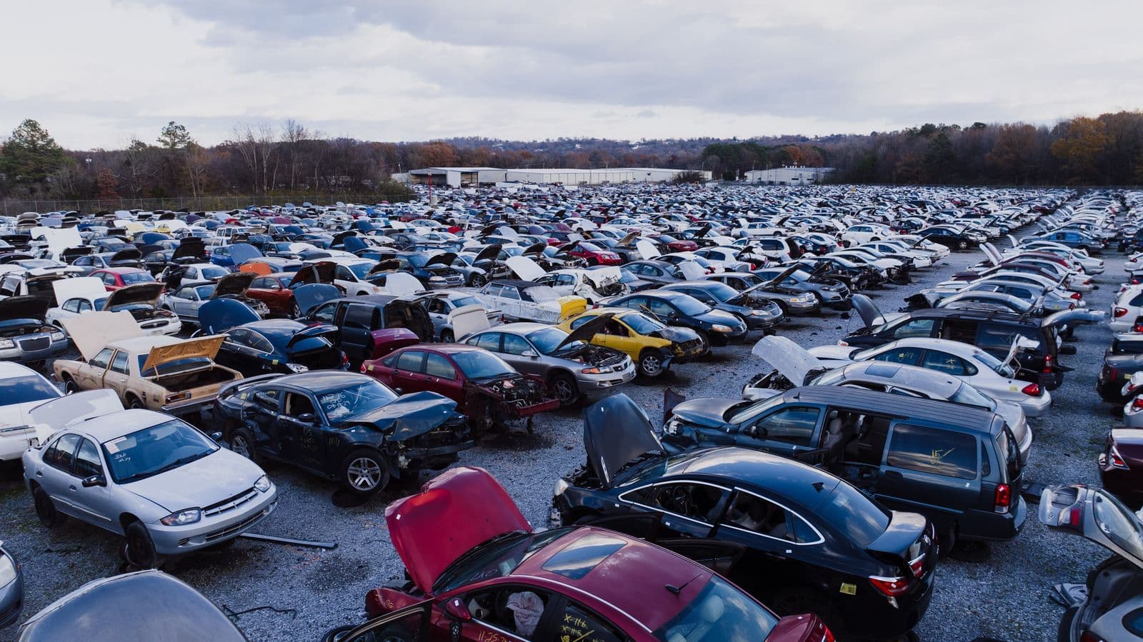 Rows of crashed and dismantled cars with their bonnets and boots open, filling a gravel salvage yard under a grey sky.