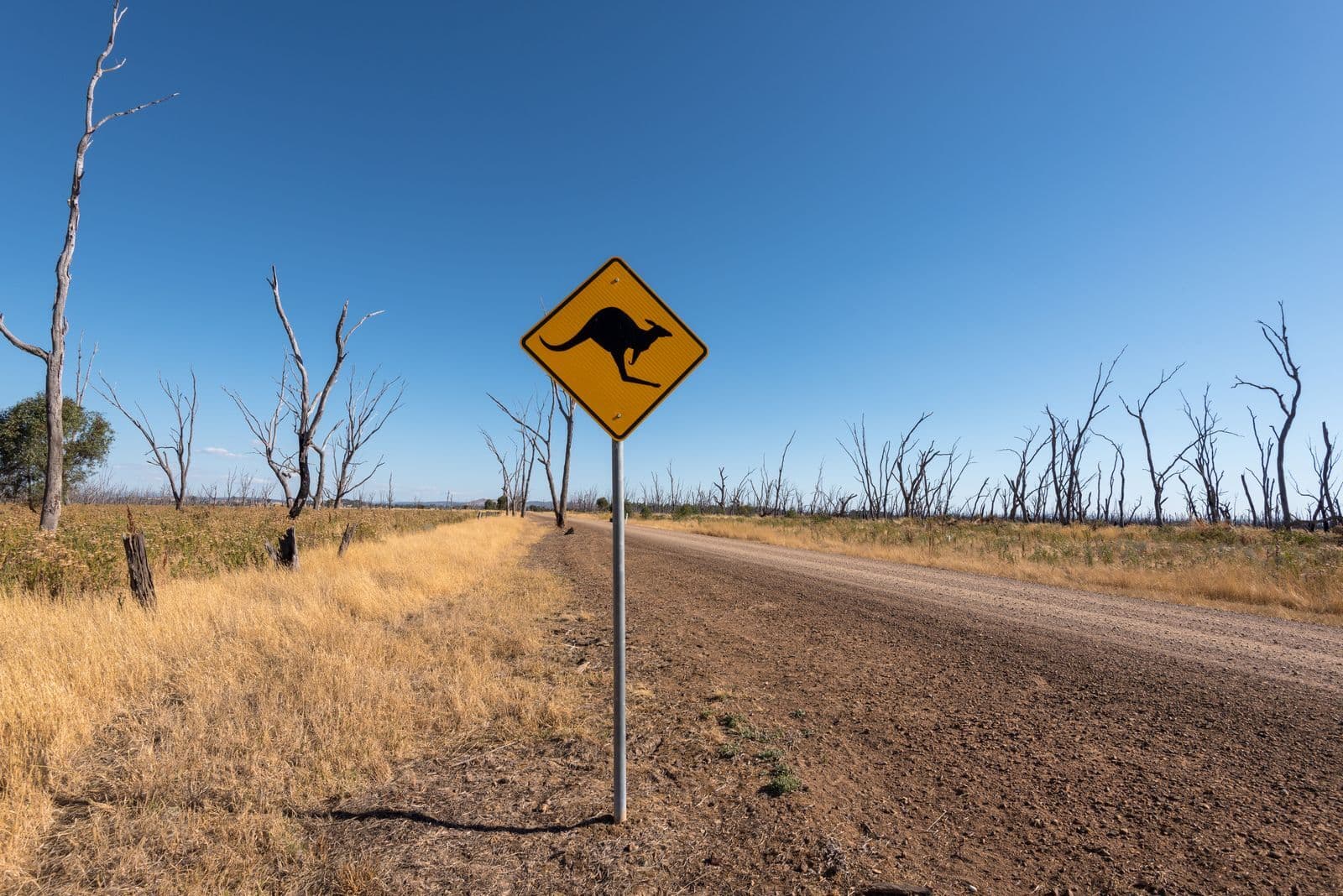 A yellow kangaroo warning sign beside a gravel road lined with dry grass and bare trees under a clear blue sky.