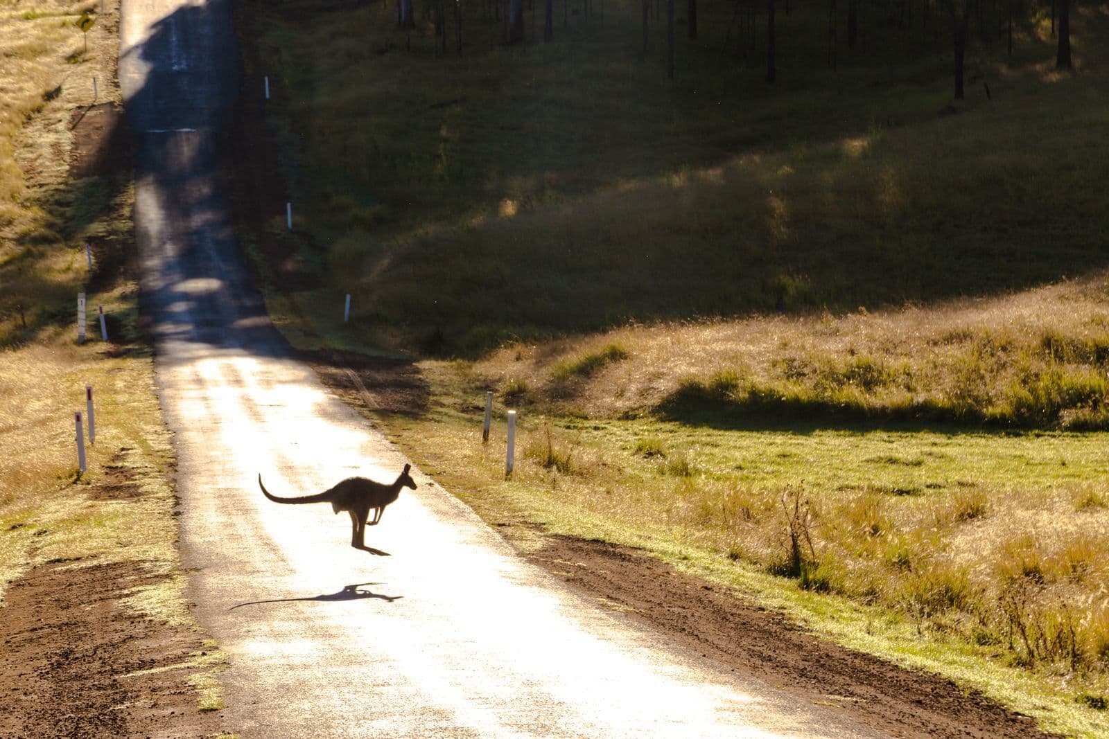 A kangaroo hops across a narrow rural road in low afternoon light, with dry grass on both verges.