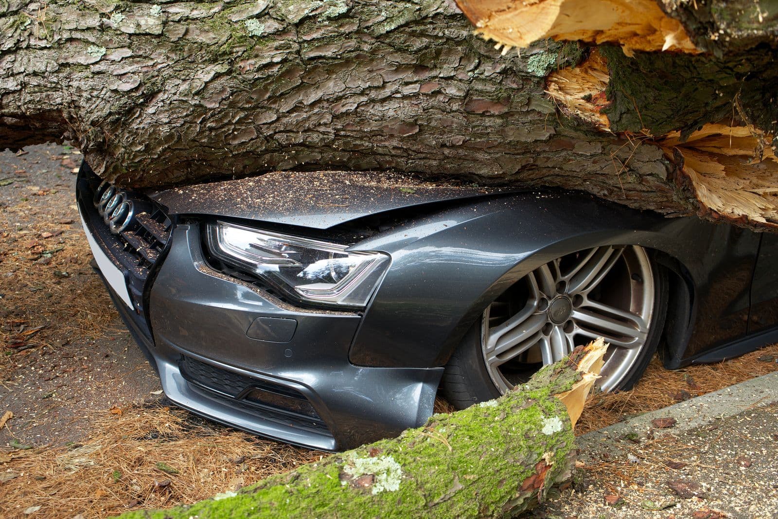The front of a grey sedan pinned under the trunk of a large fallen tree.